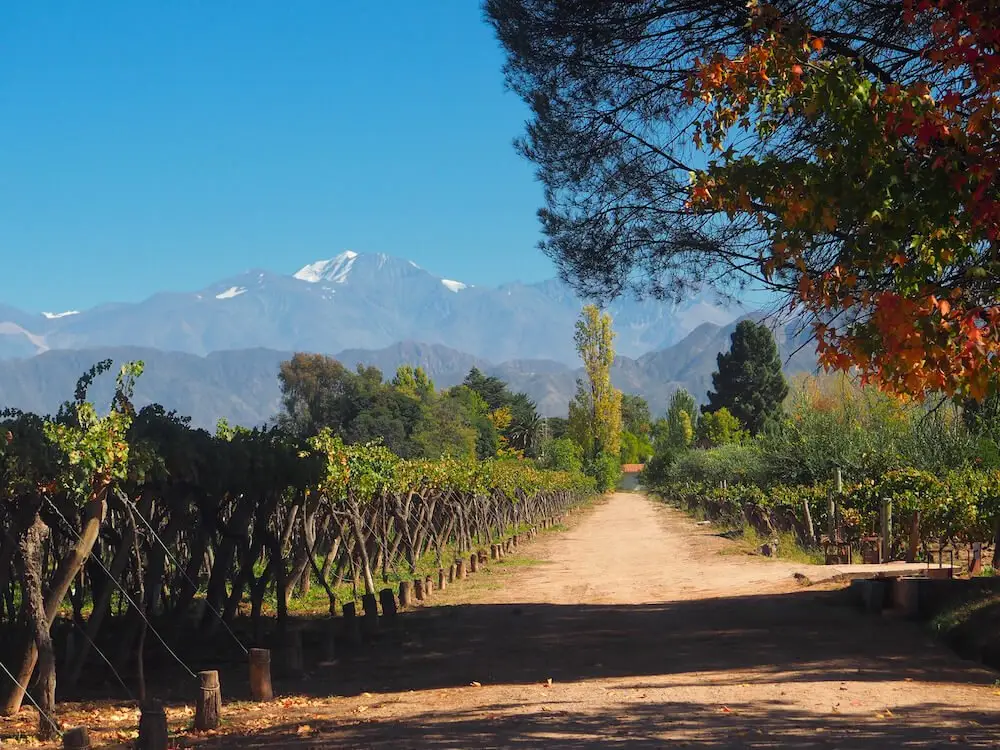 View from Kaiken Vineyard