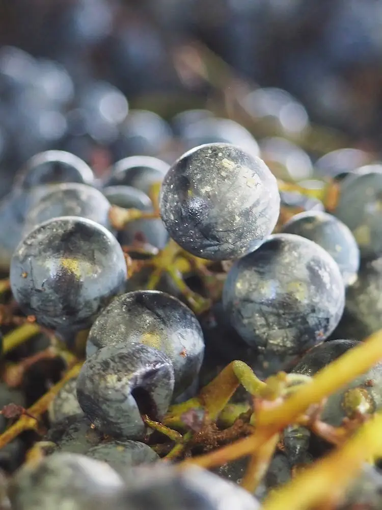 Malbec grapes