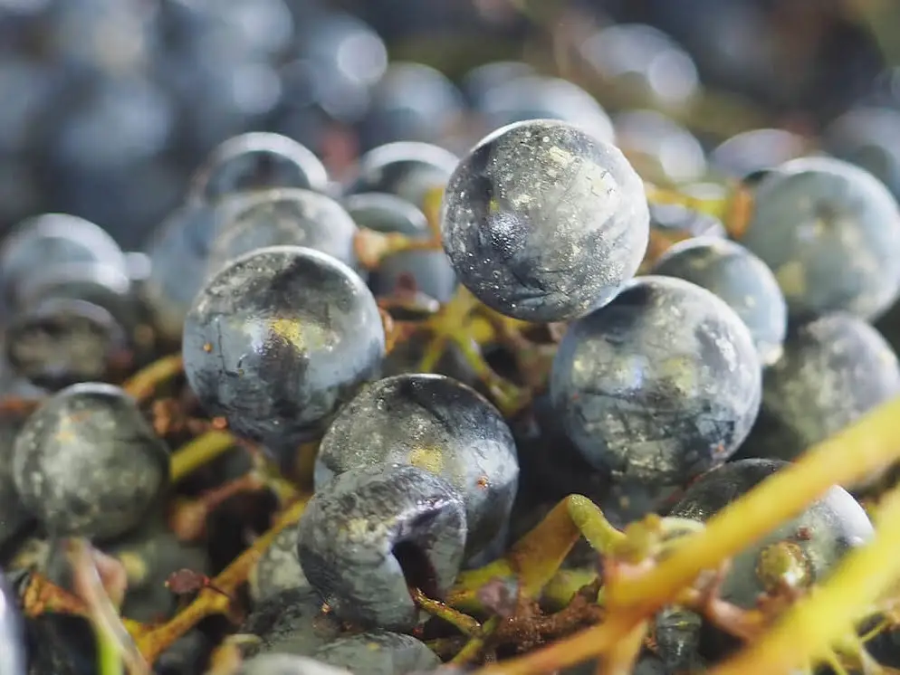 Malbec grapes, Mendoza. How To Plan Your Own Mendoza Vineyards Tour