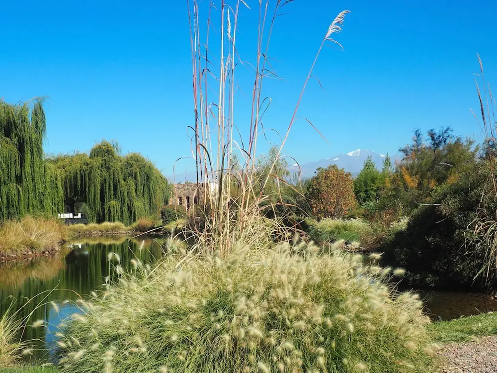 Renacer vineyard grounds