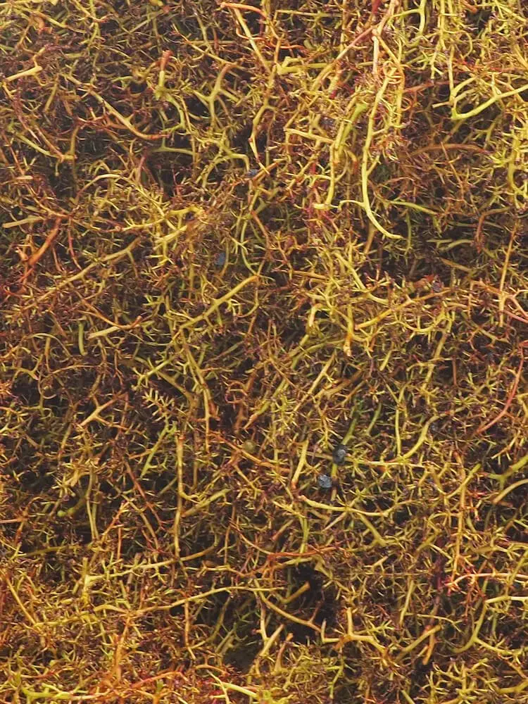 Discarded grape stalks