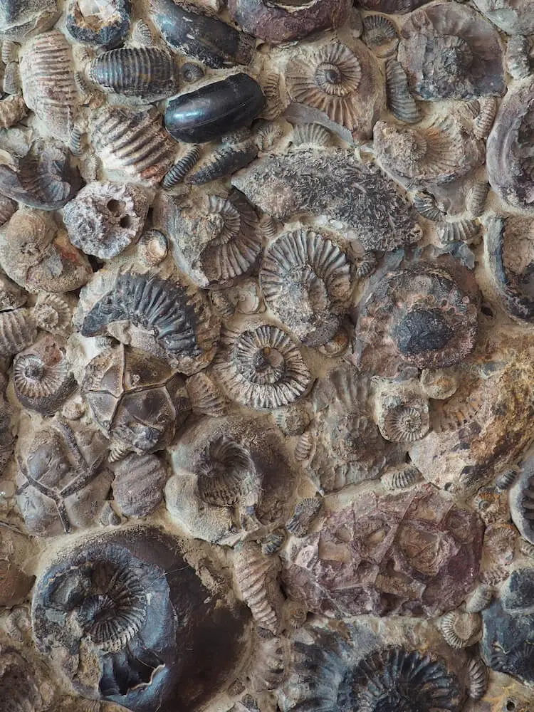 Fossil wall in Museo de Fosil