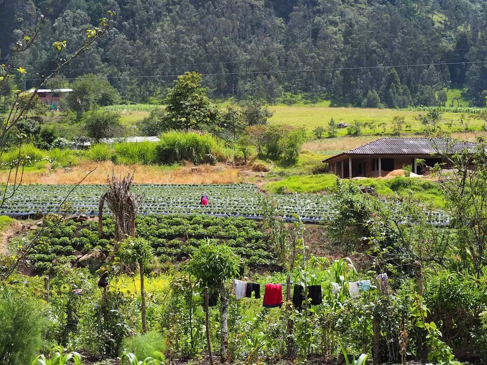 A local woman works in a field - Silvia, Colombia
