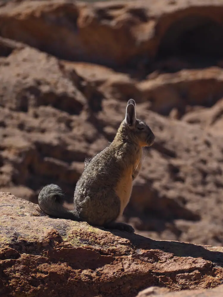 A vizcacha