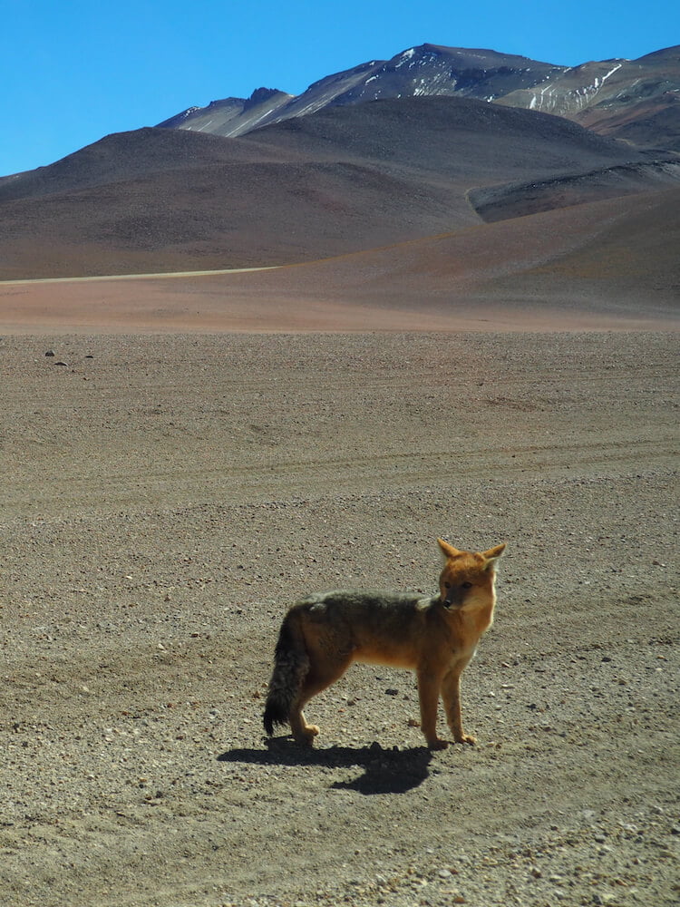 An Andean fox