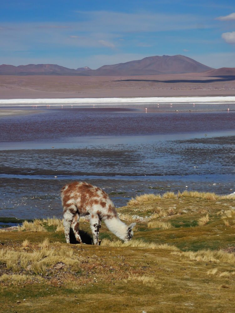 Baby llama in foreground and pink lake with plateau-shaped mountain in the background