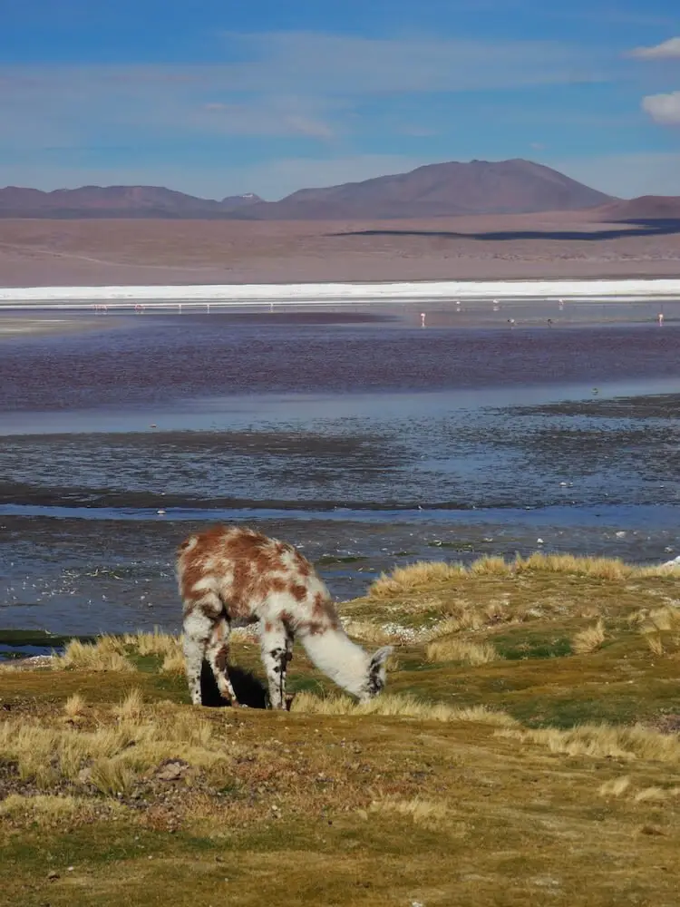 An infant llama
