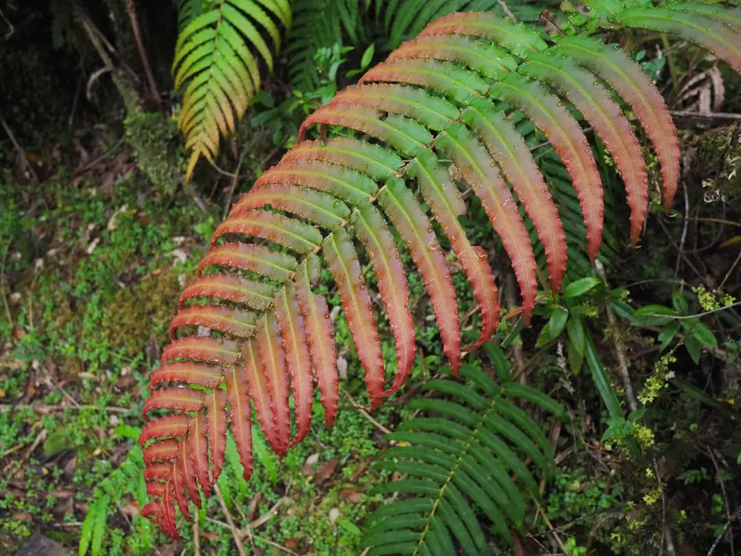 Day bikes in Chile - a fern leaf