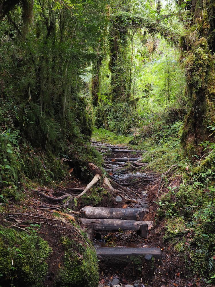 A footpath through a mossy forest