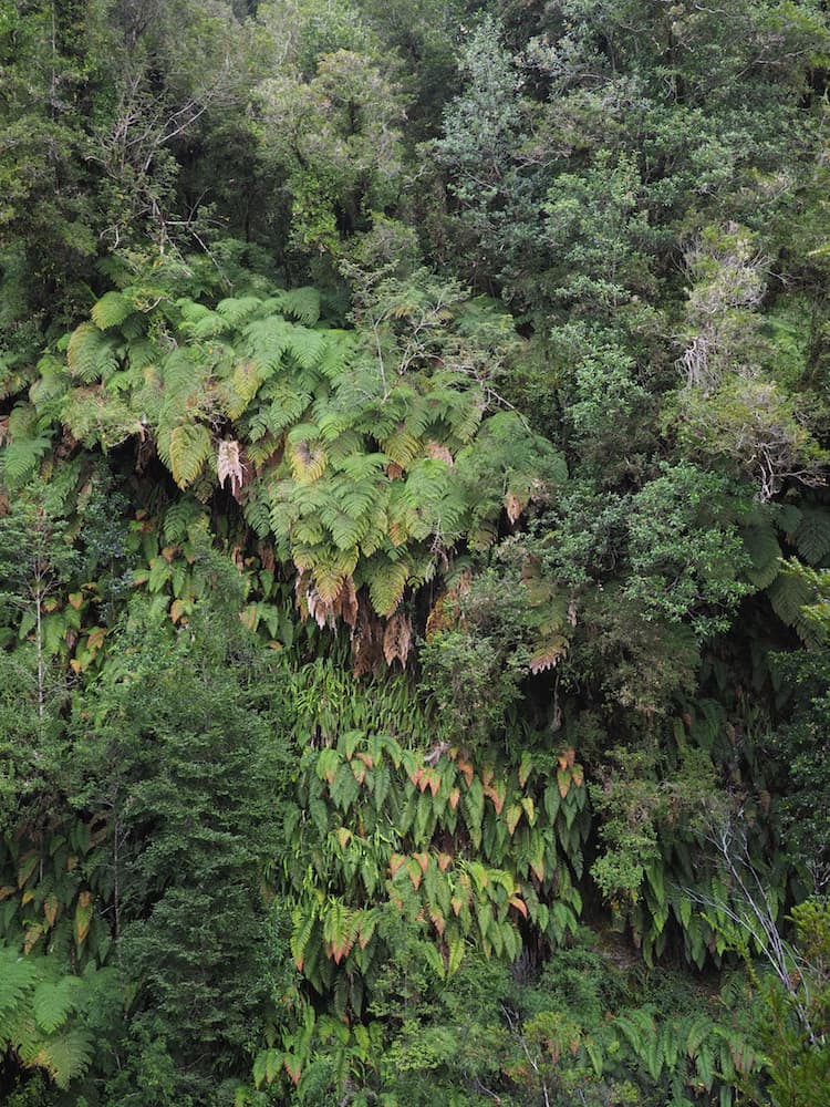 Think rainforest along the Sendero Cascadas Escondidas
