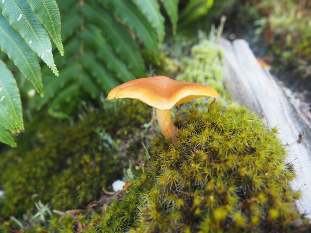Cascadas Escondidas - mushroom