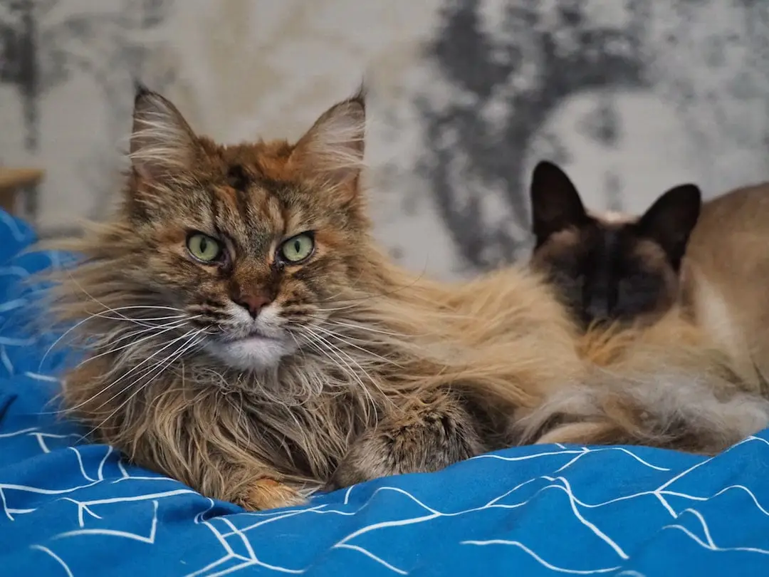 Cats at Cotes Heath housesit