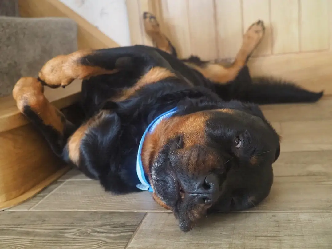 Max the Rottweiller Middlezoy Somerset
