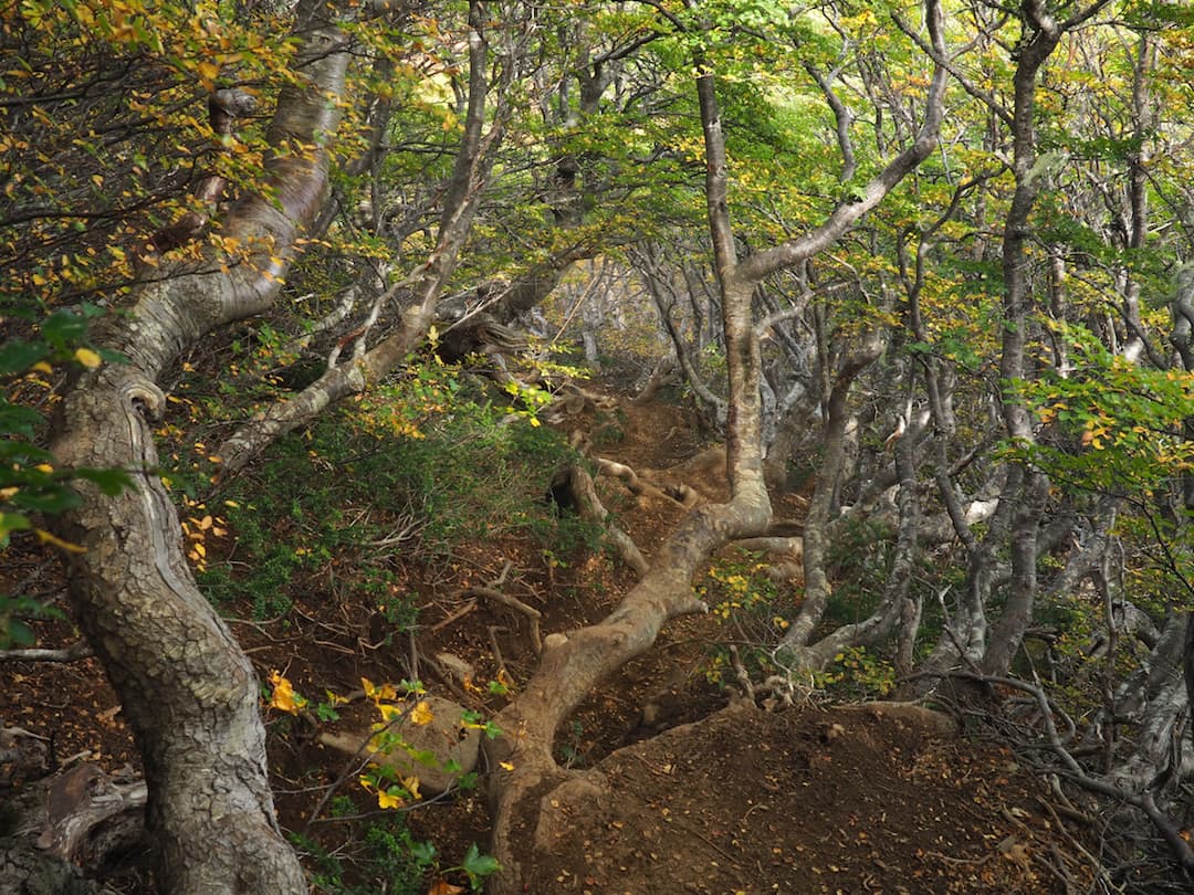 San Sebastian Trail - steep ascent through the woods