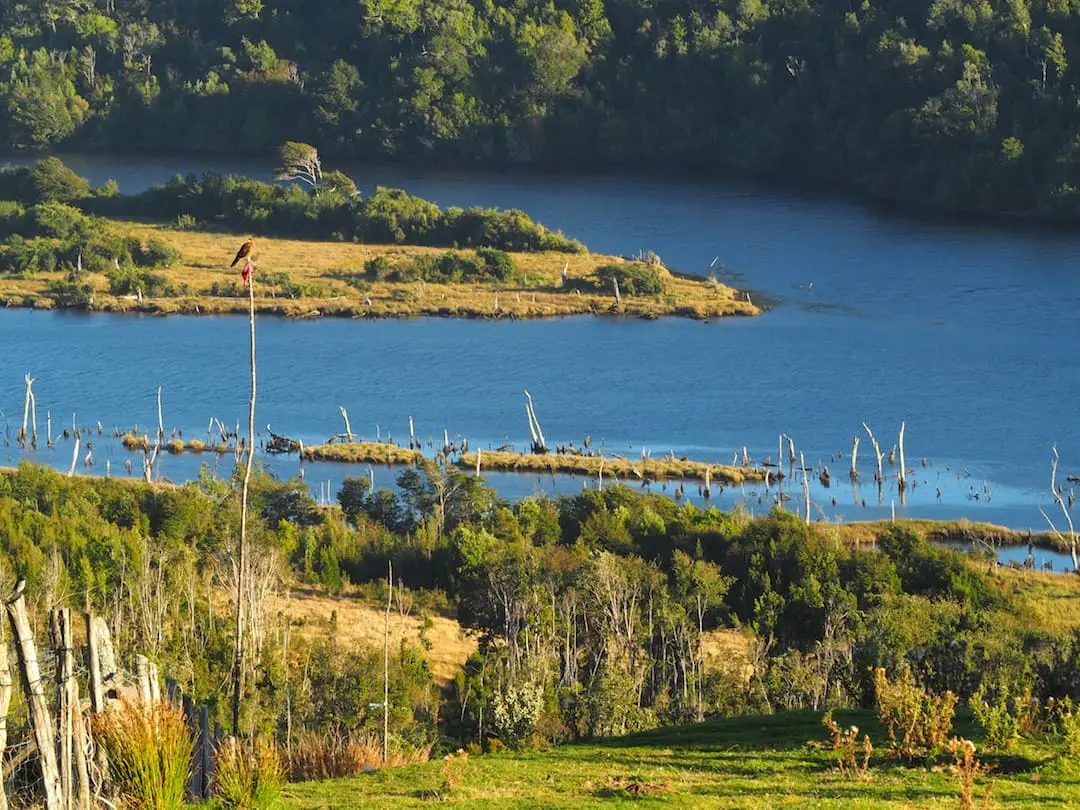 View of the sunken forest