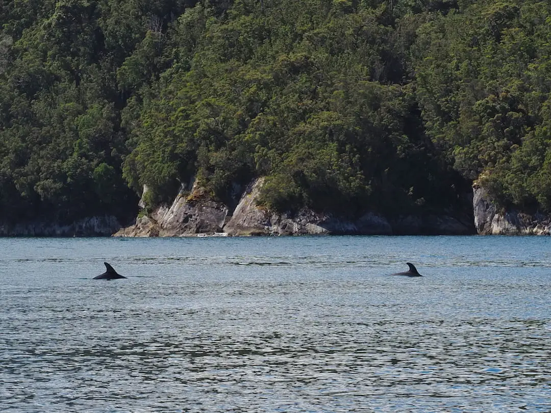 Two dolphins