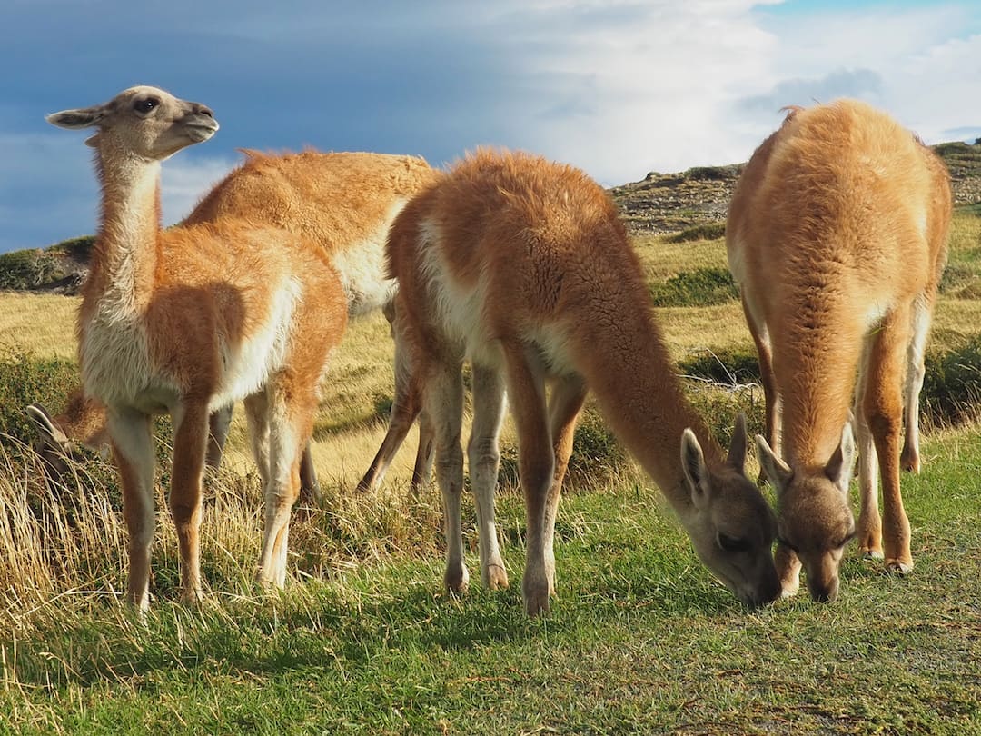 A group of guanacos 
