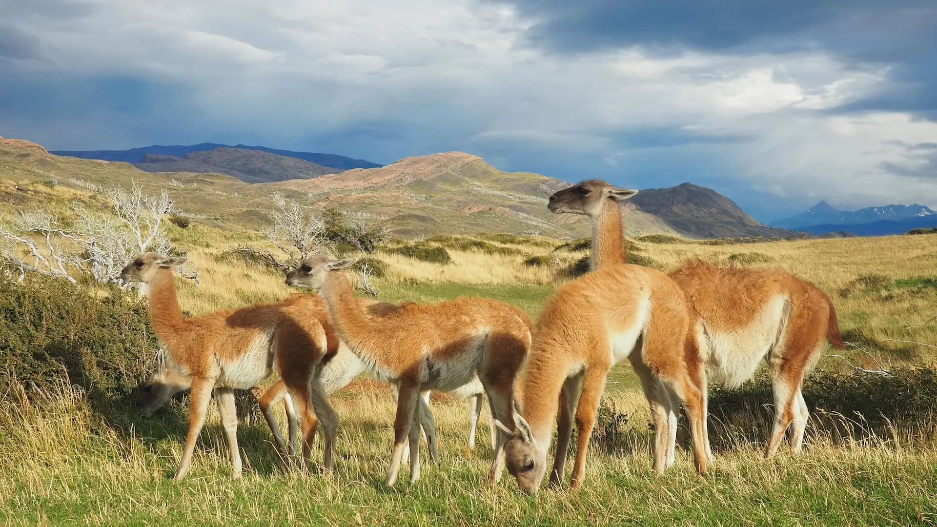 Guanacos grazing beside the trail