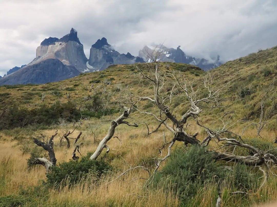 The Paine Horns