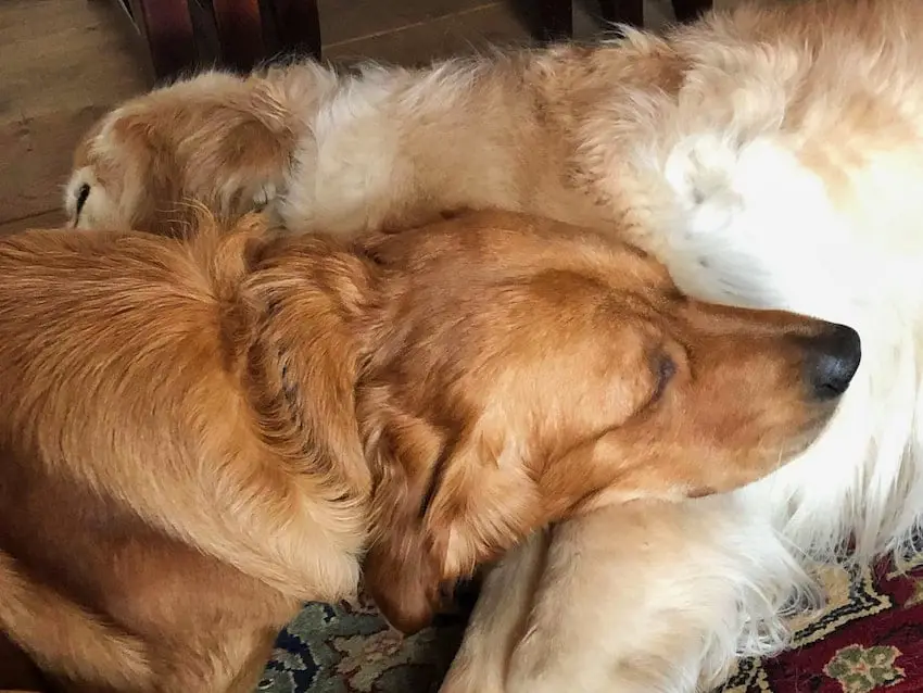 Jasper and Duke Axminster Kent
