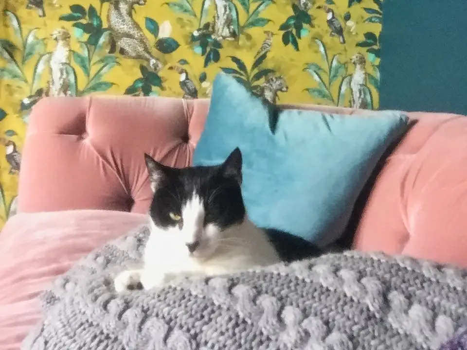 Zeb Margate housesit England
