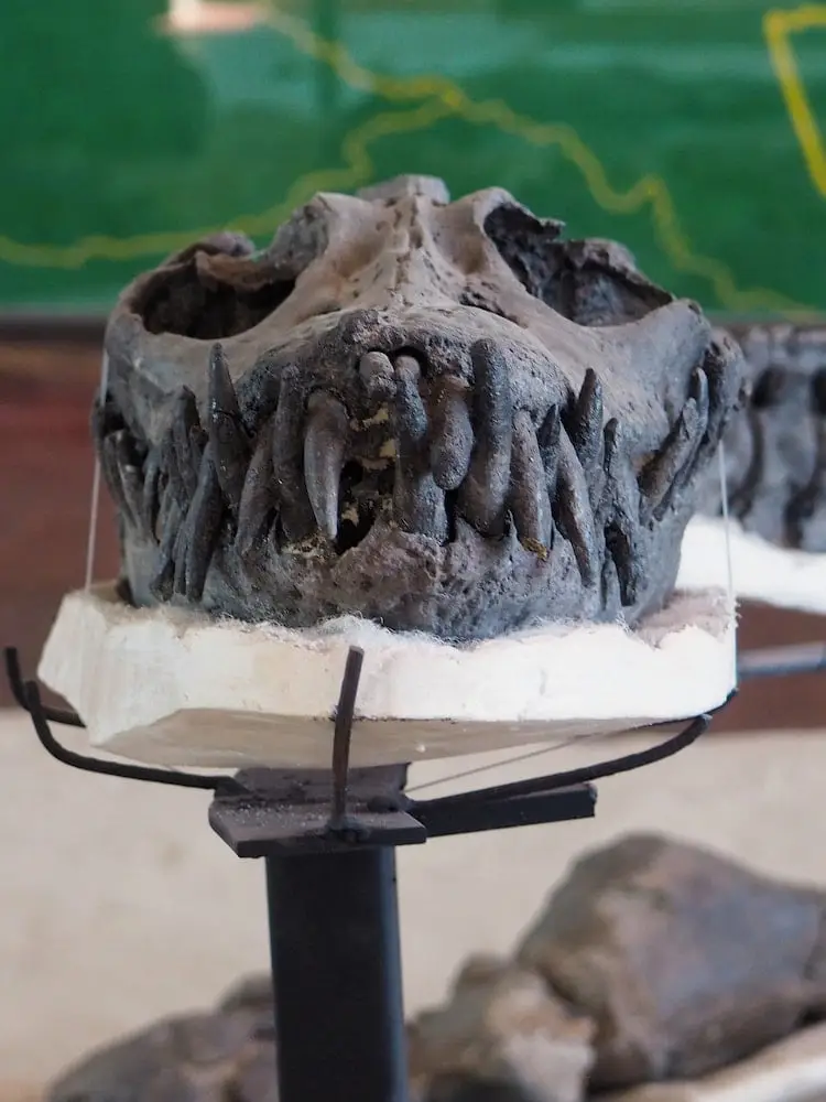 Dinosaur fossil