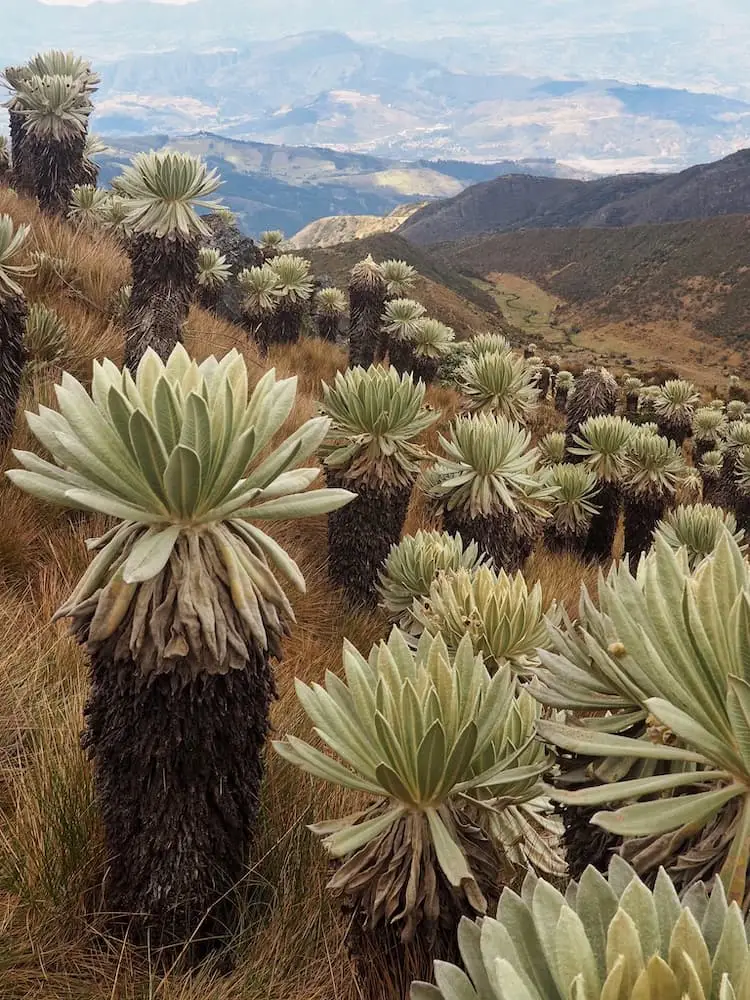 Paramo de Oceta