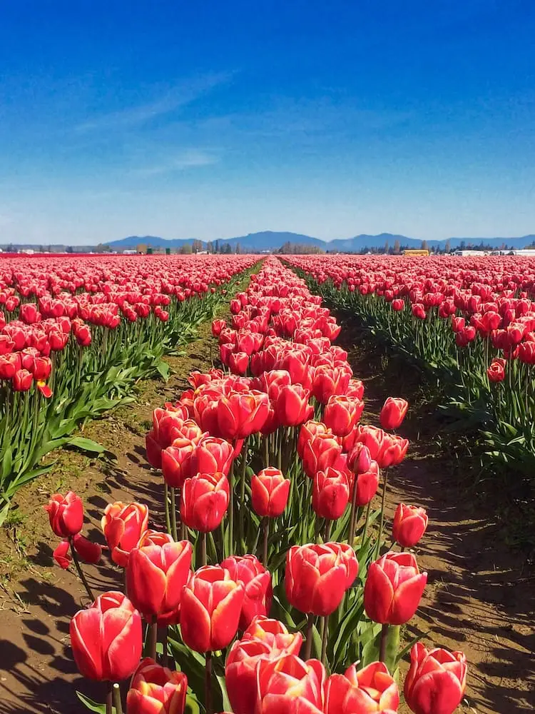 Rows of red tulips