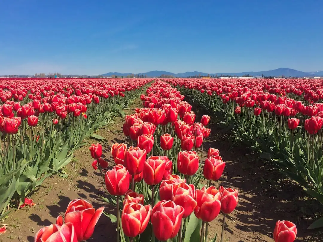 Skagit Valley Flower Festival Washington State.