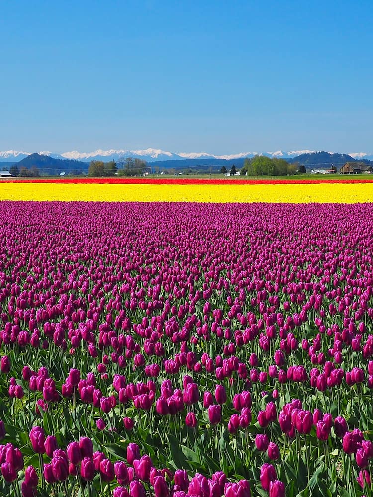 Multicoloured flowers at the Skagit Valley Tulip Festival