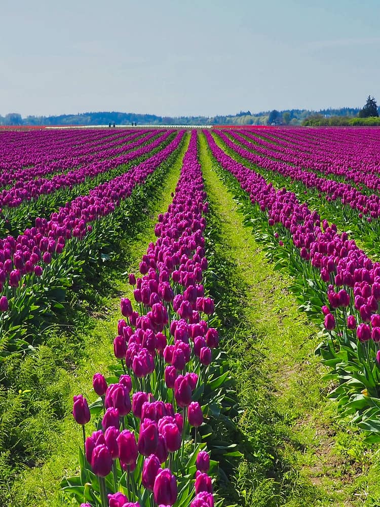 Rows of purple tulips
