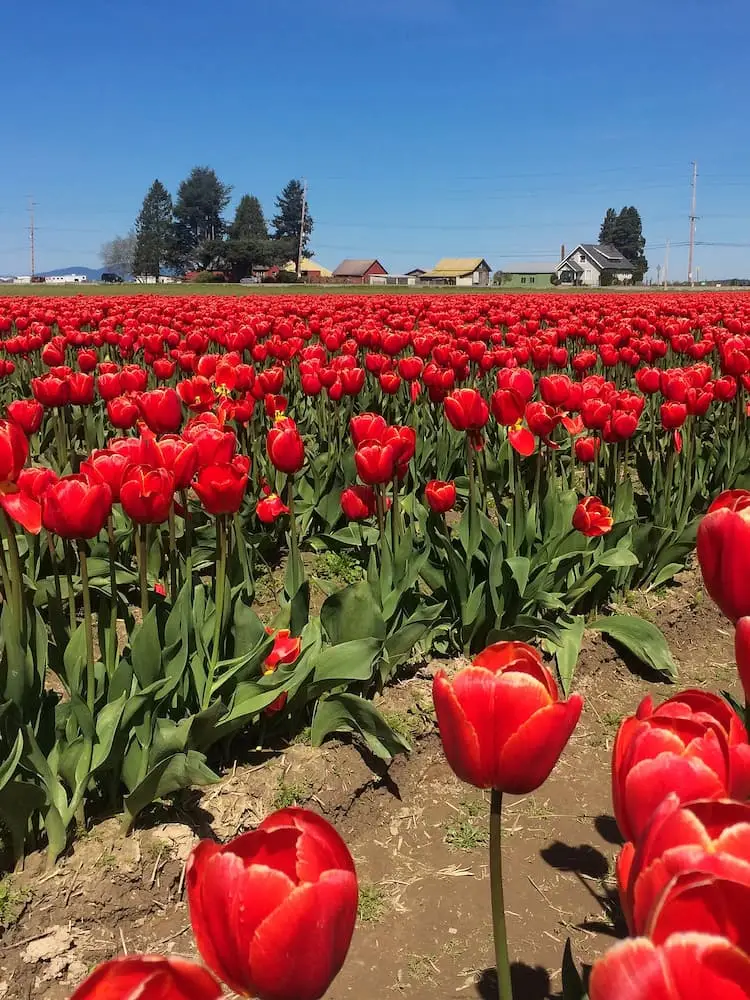 Rows of red tulips