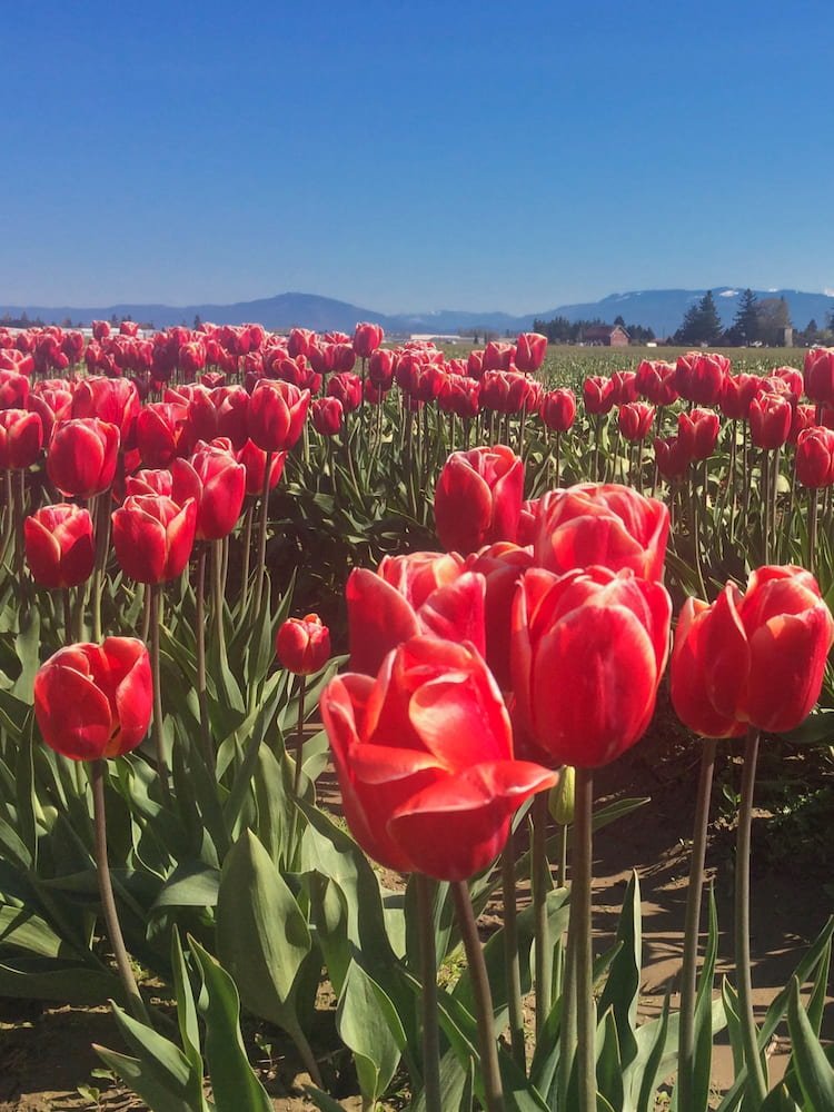 Red flowers at the Skagit Valley Tulip Festival
