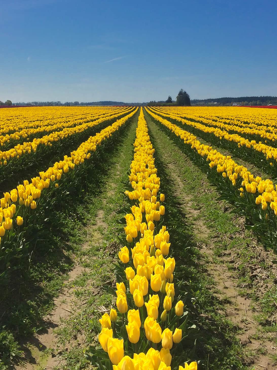 Yellow flowers at the Skagit Valley Tulip Festival