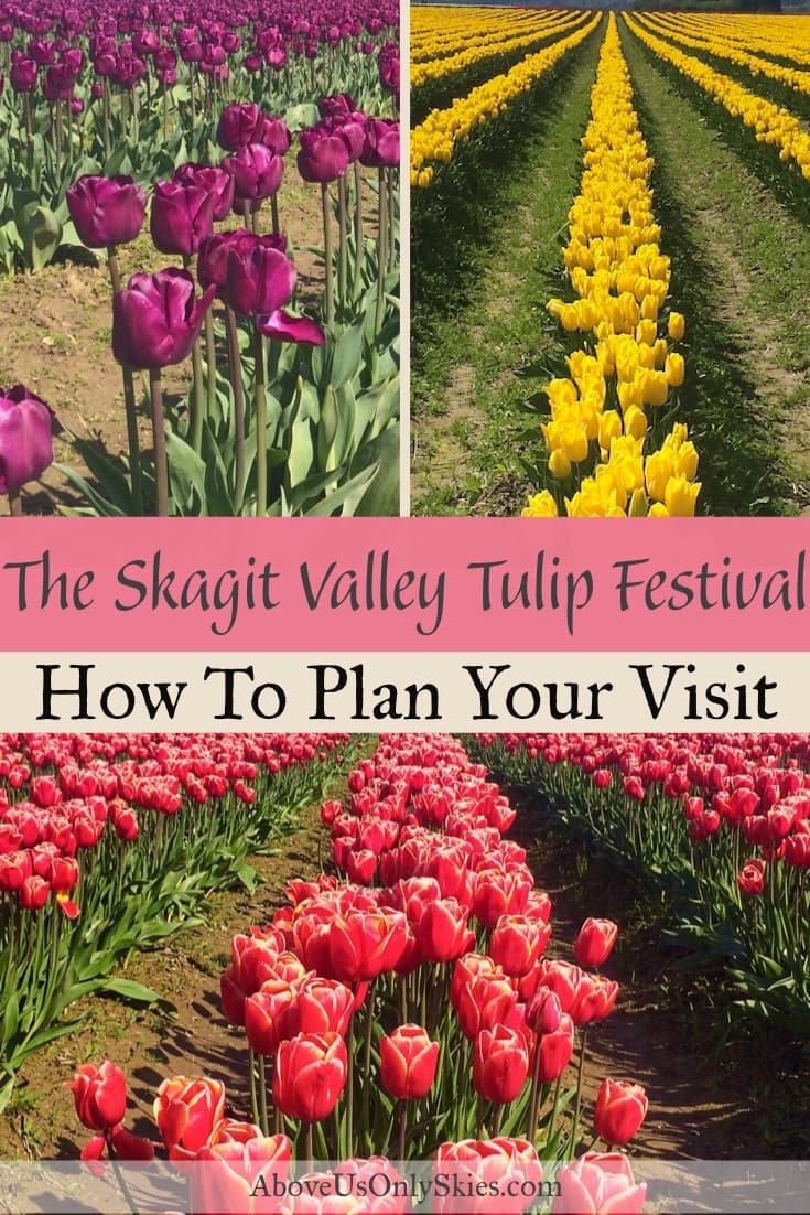 In Washington's far northwest, the Skagit Valley Tulip Festival announces its arrival every year with a burst of vivid spring colours. Here's what to expect when you visit #skagitvalley #tulips #springflowers #spring #tulipfields #tulipfestival #pacificnorthwest #smalltowntravel #pnw #flowers #flowering #bulbs #usatravel #washingtonstate