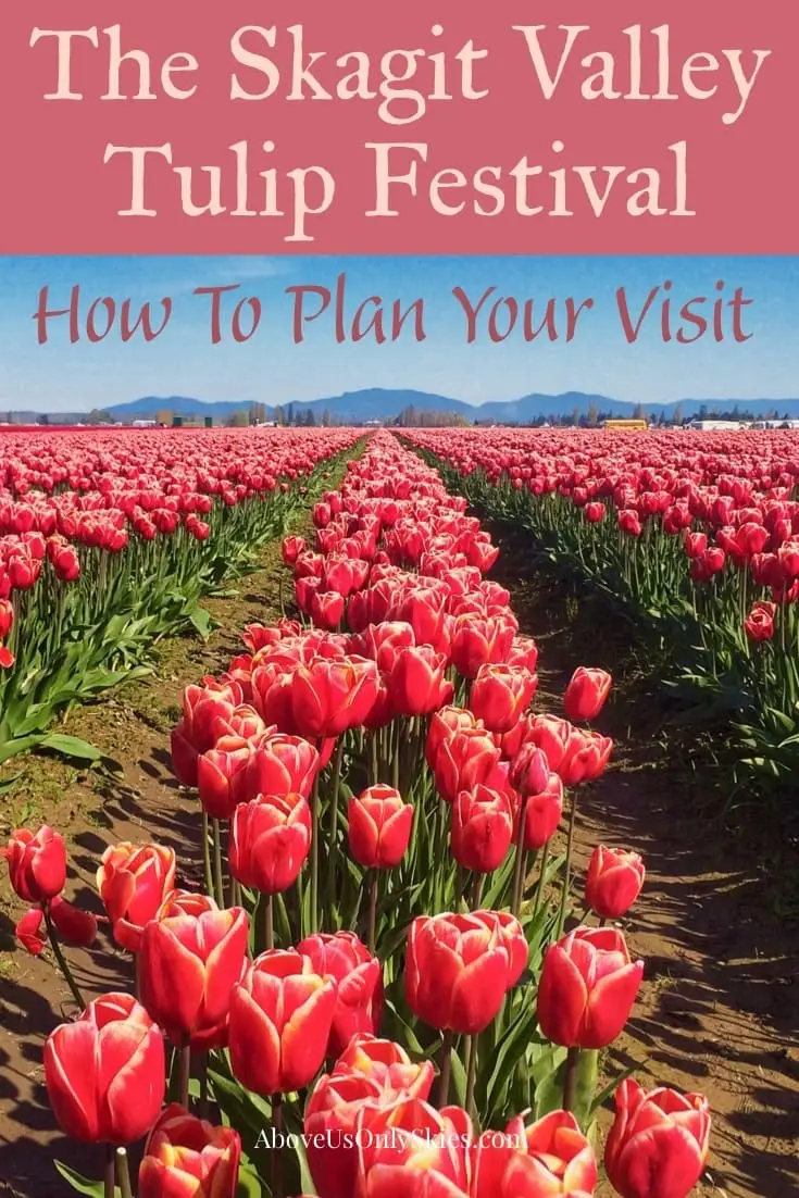 In Washington's far northwest, the Skagit Valley Tulip Festival announces its arrival every year with a burst of vivid spring colours. Here's what to expect when you visit #skagitvalley #tulips #springflowers #spring #tulipfields #tulipfestival #pacificnorthwest #smalltowntravel #pnw #flowers #flowering #bulbs #usatravel #washingtonstate