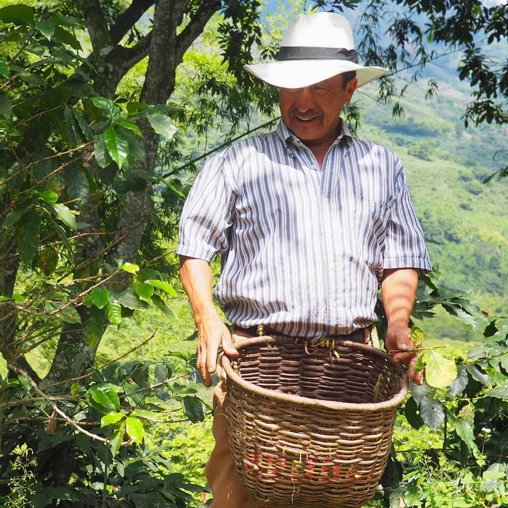 A man holding a basket of coffee beans in the jungle
