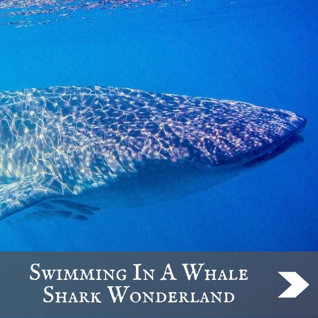 AUSTRALIA - Whale shark