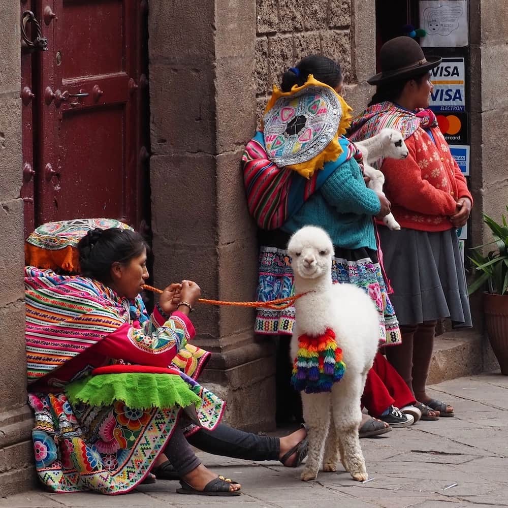 Three brightly dressed woman hold a baby alpaca on a lead