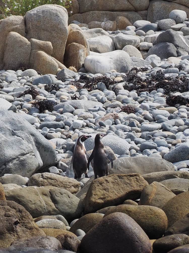 Two penguins standing together looking away from the camera