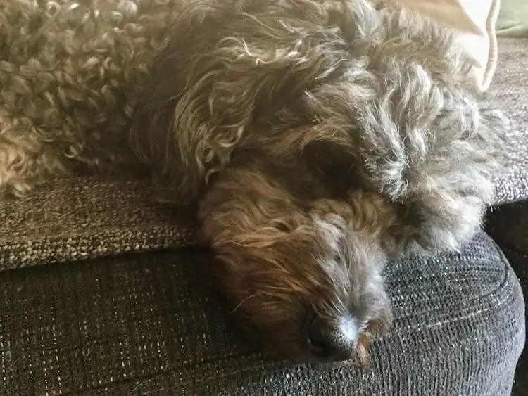 Kaya the Hungarian Pumi