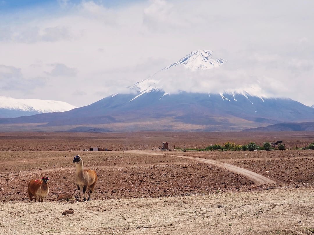 Alpacas in Atacama Desert with a snow-capped volcano in the background