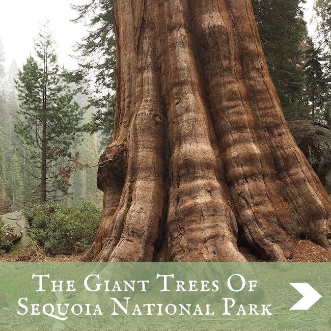 USA - Sequoia