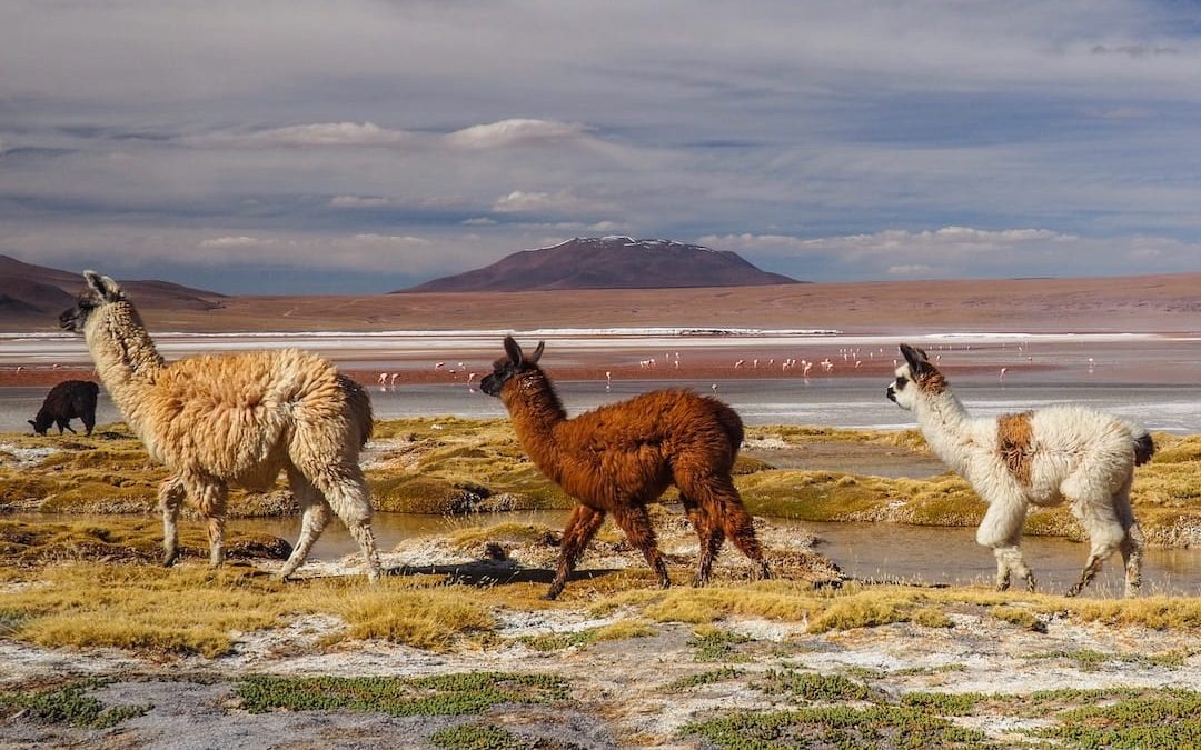 A Virtual Journey Through The Andes Mountains