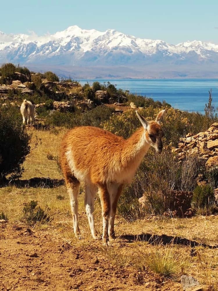 A deer-like animal (vicuña) stands on farmland with a lake behind and snow-capped mountains in the background