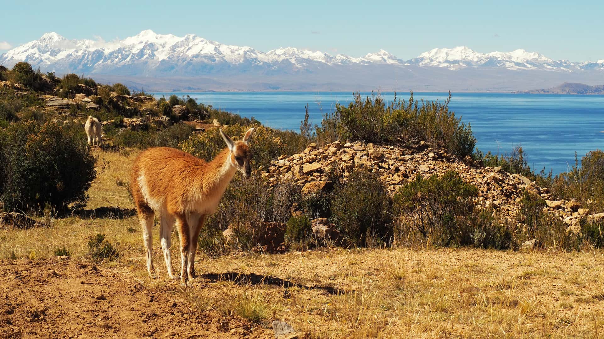 A deer-like animal (vicuña) stands on farmland with a lake behind and snow-capped mountains in the background