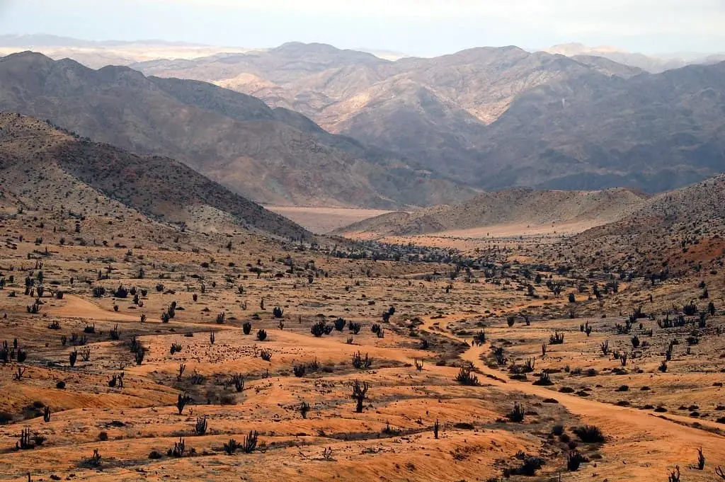 Desert landscape with cactus dotted around and mountains in background