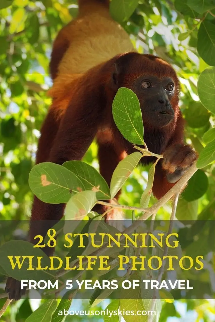 Experiencing close encounters with some of the planet's amazing wildlife is one of our top reasons to travel - and here are 28 of our favourites to share