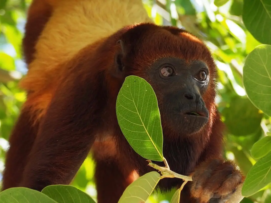 28 stunning wildlife photos.