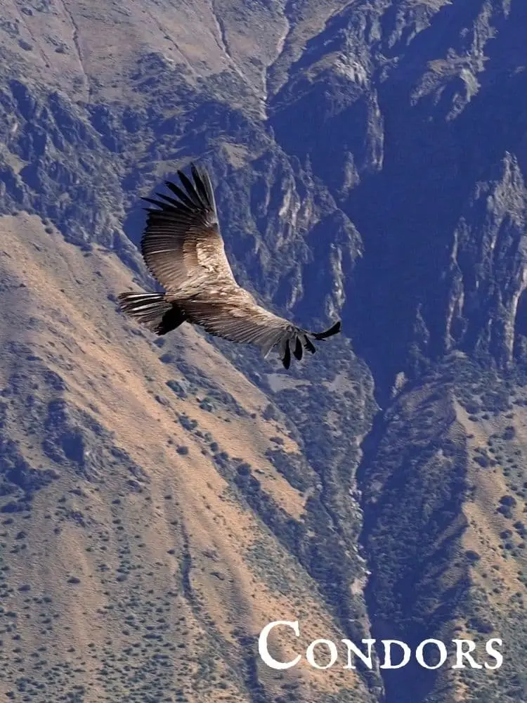 Condors